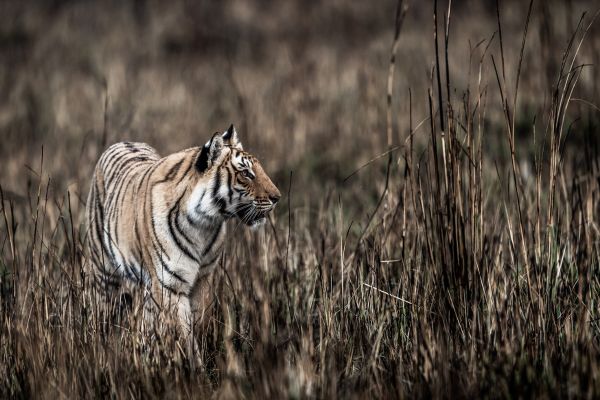Best of Uttarakhand Tour