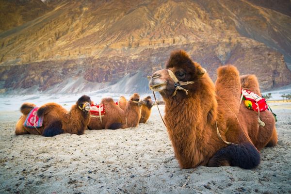Best of Leh Tour