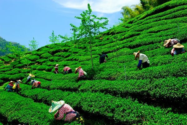 Gangtok and Darjeeling 5 Days Tour